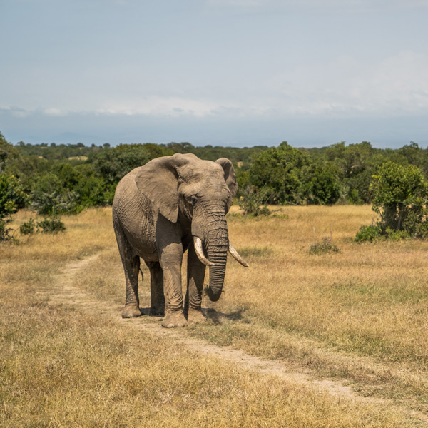 Kenya sourcing trip elephant in nature