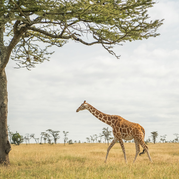 Kenya sourcing trip giraffe in nature