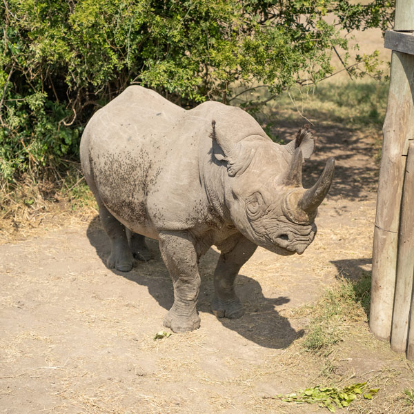 Kenya sourcing trip rhino in nature