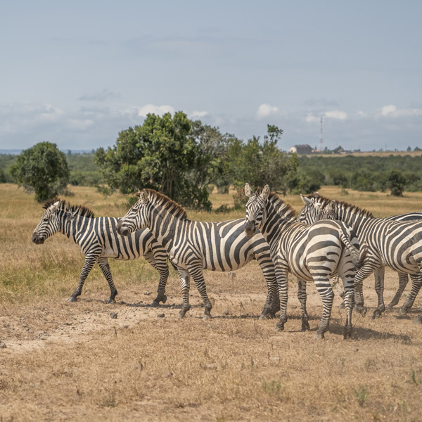 Kenya sourcing trip zebra in nature