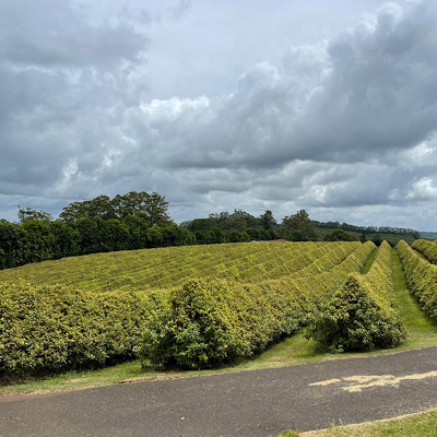 Premier Experience Byron Bay