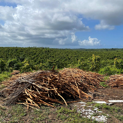 Gold Experience Sri Lanka