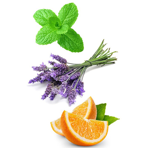 Basil Botanical