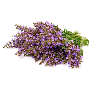 Clary Sage Botanical