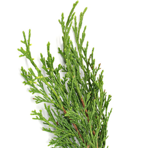 Cypress Botanical
