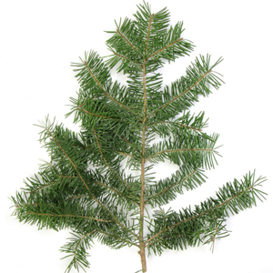 Douglas Fir Botanical