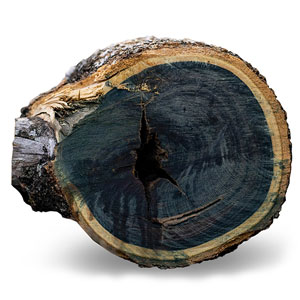 Guaiacwood Botanical