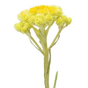 Helichrysum Touch Botanical