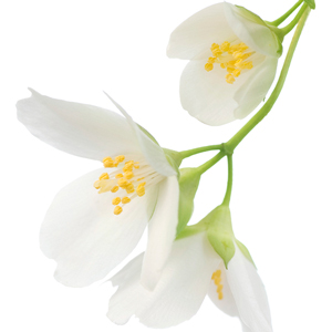 Jasmine Botanical