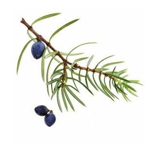 Juniper Berry Botanical