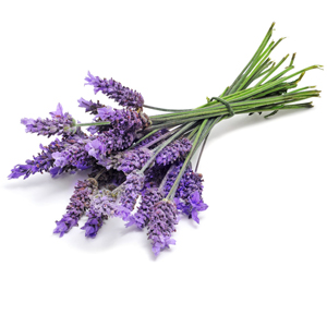 Lavender Botanical
