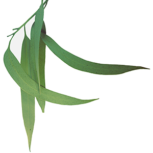 Lemon Eucalyptus Botanical