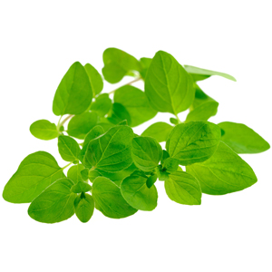 Marjoram Botanical