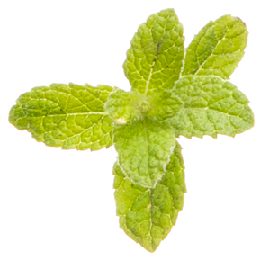 Peppermint Botanical