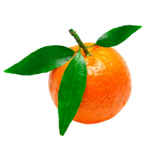 Basil Botanical
