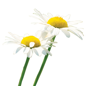 Roman Chamomile Botanical