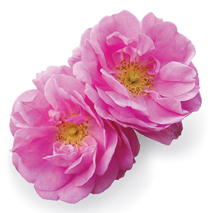 Rose Botanical