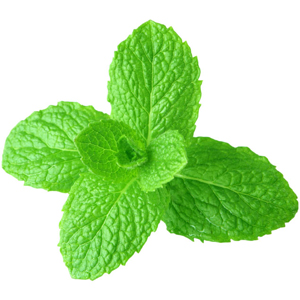 Basil Botanical