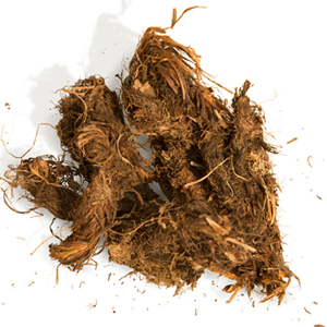 Spikenard Botanical