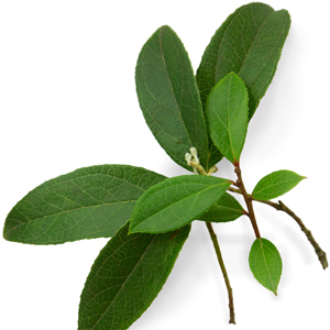Wintergreen Botanical