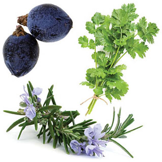 Zendocrine Botanical