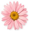 pink daisy image