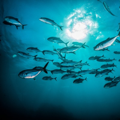 Fish Oil