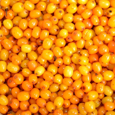 Sea Buckthorn
