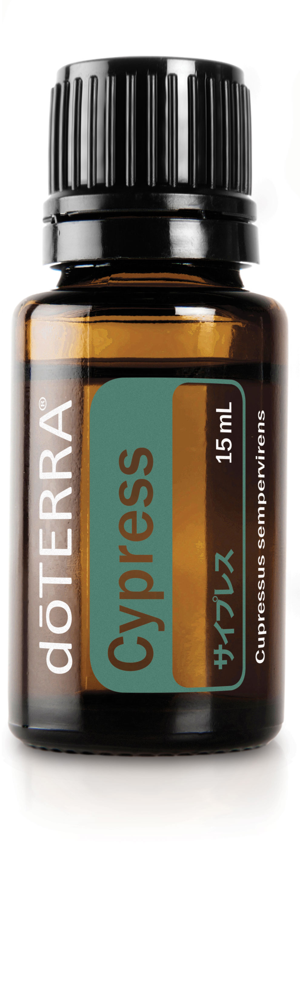 サイプレス | doTERRA エッセンシャルオイル | doTERRA Essential Oils