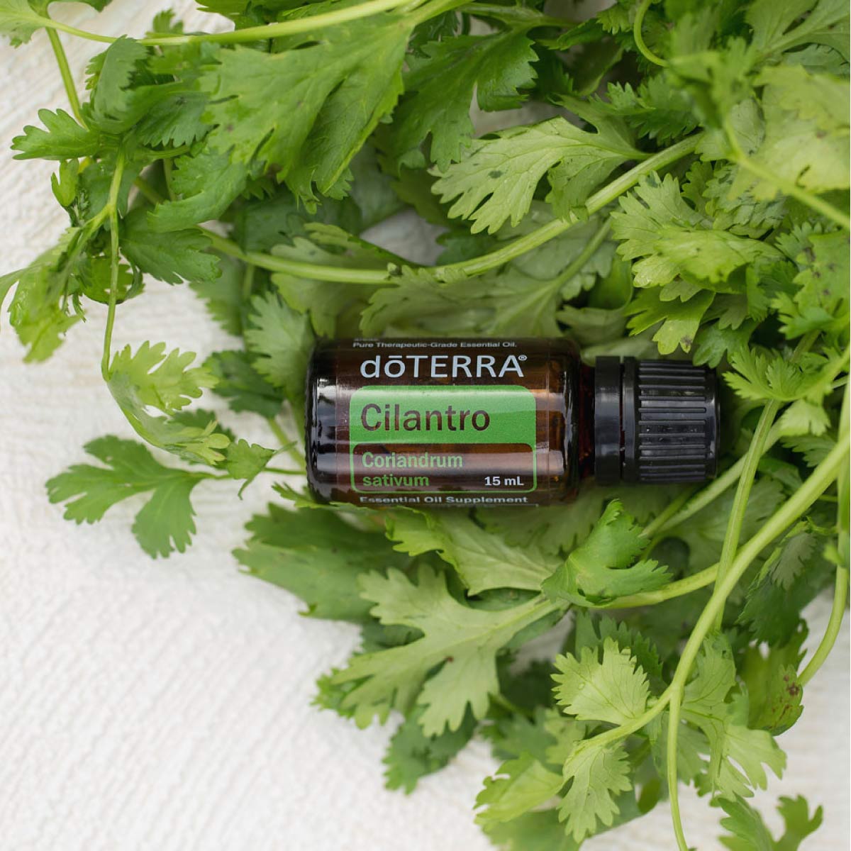 Fresh cilantro leaves and doTERRA Cilantro essential oil bottle.What are the benefits of Cilantro oil? Cilantro essential oil is beneficial for the skin, can add flavor when cooking, and can even help with household cleaning.