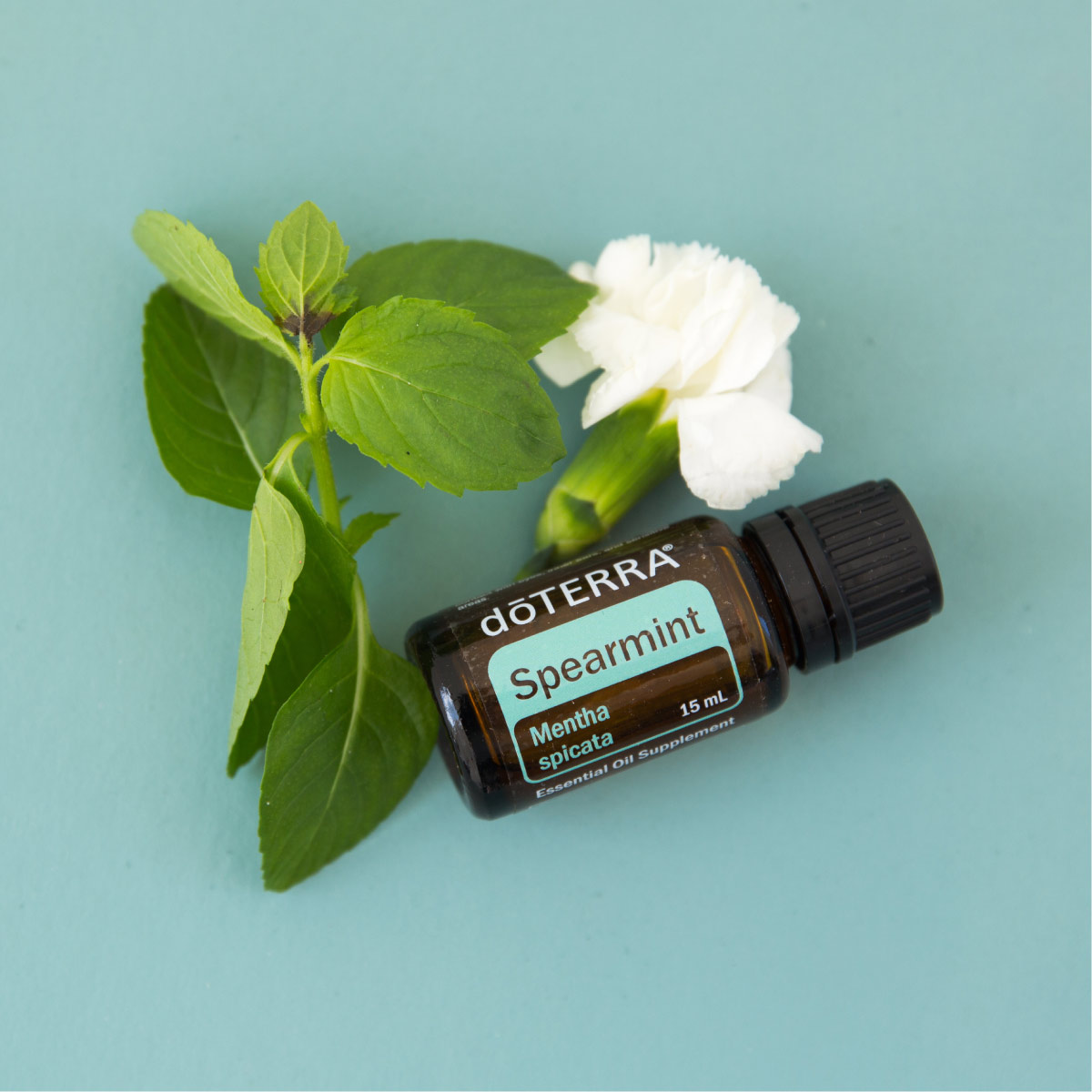 Bottle of doTERRA Spearmint essential oil next to fresh spearmint leaves and a small white flower. Where do I apply Spearmint essential oil? Spearmint oil can be used internally, topically, and aromatically when applied in the appropriate amounts.