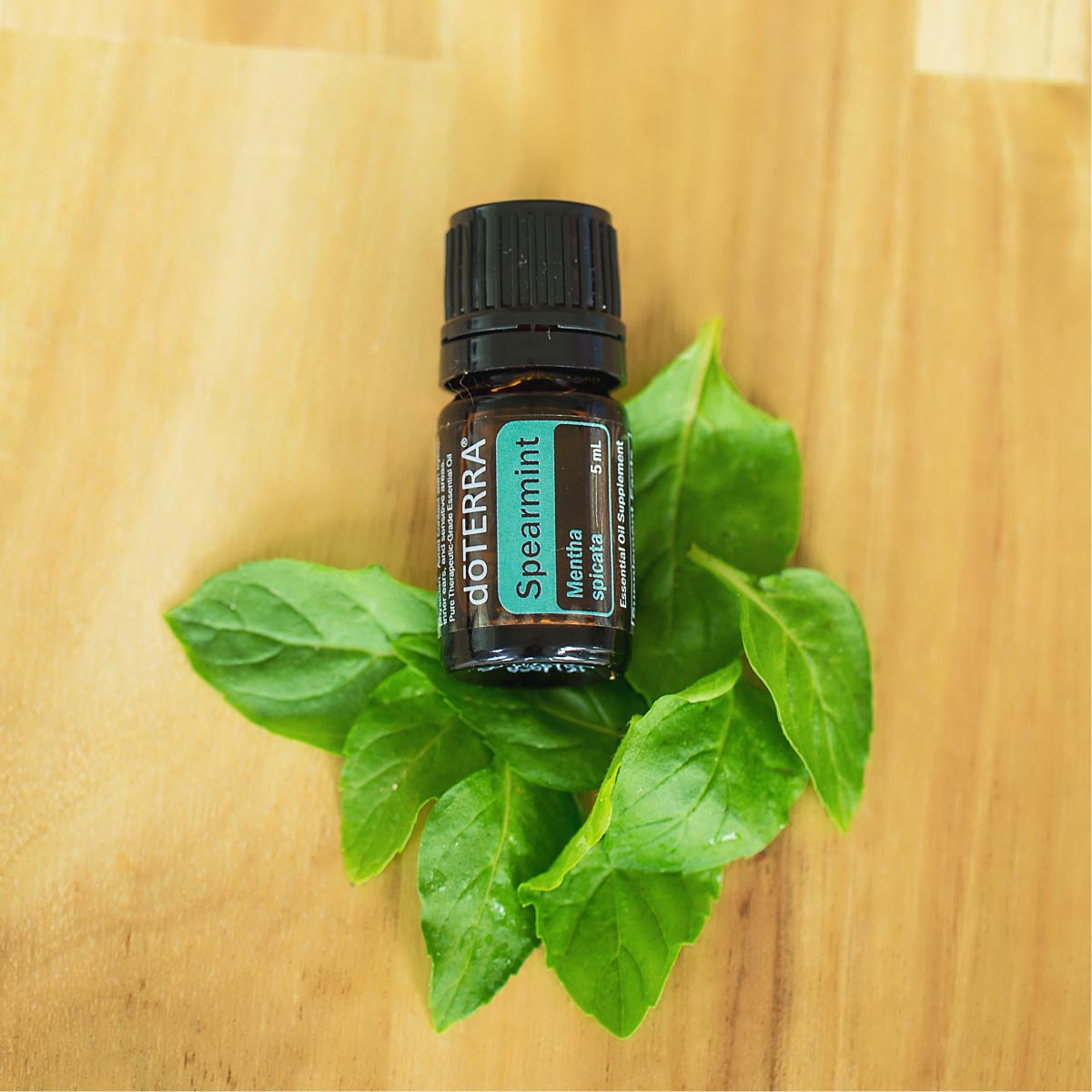Spearmint oil bottle with fresh spearmint leaves. What are the benefits of Spearmint oil? There are many benefits of Spearmint oil, including benefits for digestion, mood, and oral health.