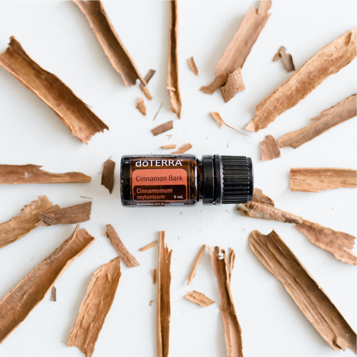Cinnamon bark and bottle of Cinnamon essential oil. Wondering about the benefits of Cinnamon essential oil? Cinnamon bark oil has benefits and uses for health, massage, cooking, and more.
