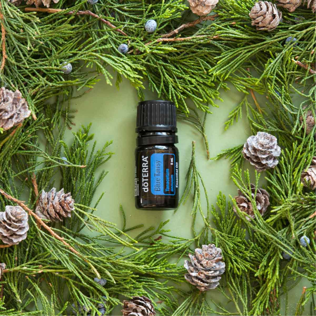 What does Blue Tansy essential oil smell like? The unique aroma of Blue Tansy oil is fruity, balsamic, and mellow.