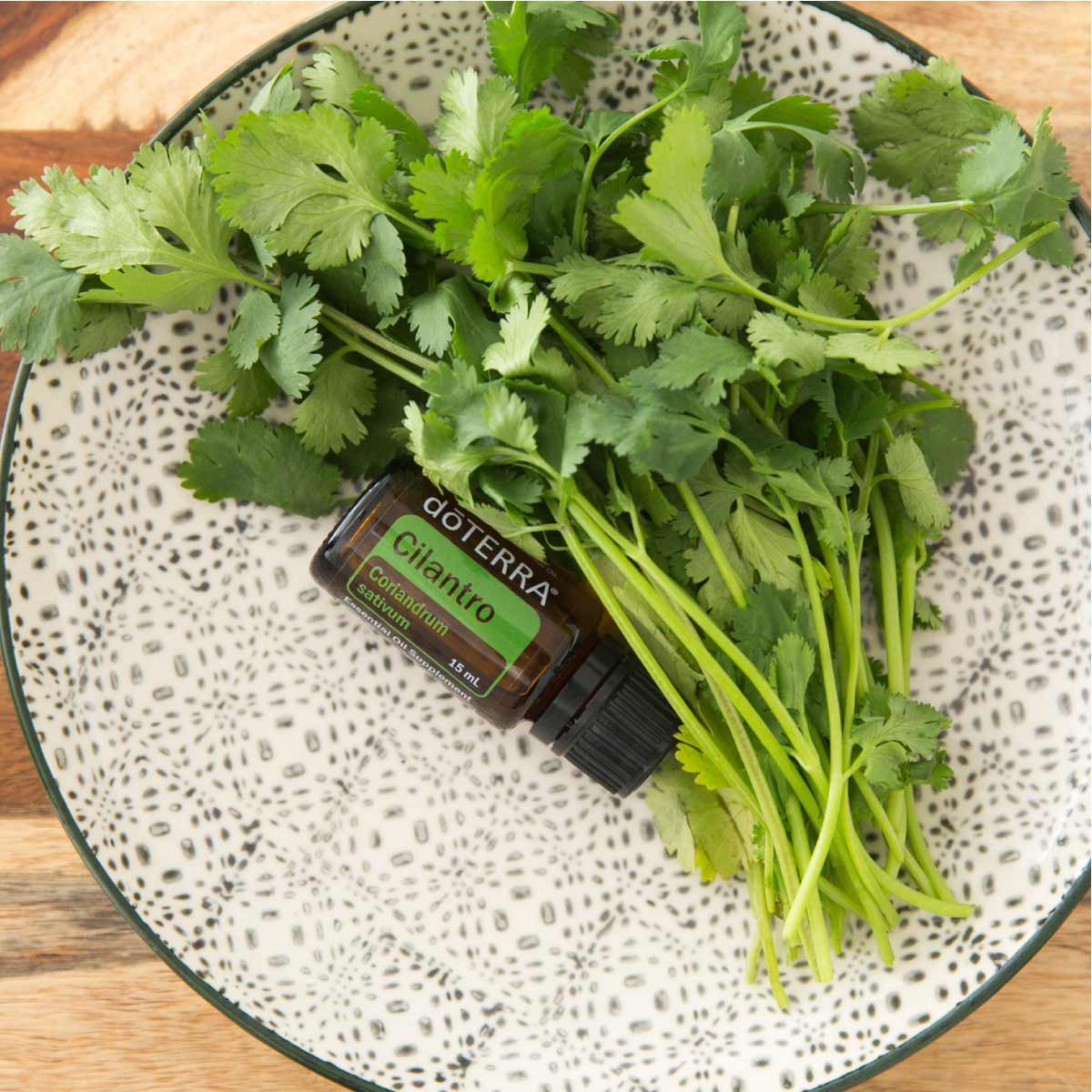 doTERRA Cilantro essential oil bottle and fresh Cilantro leaves. What is Cilantro oil good for? People use Cilantro essential oil for cooking, cleaning, and skin.