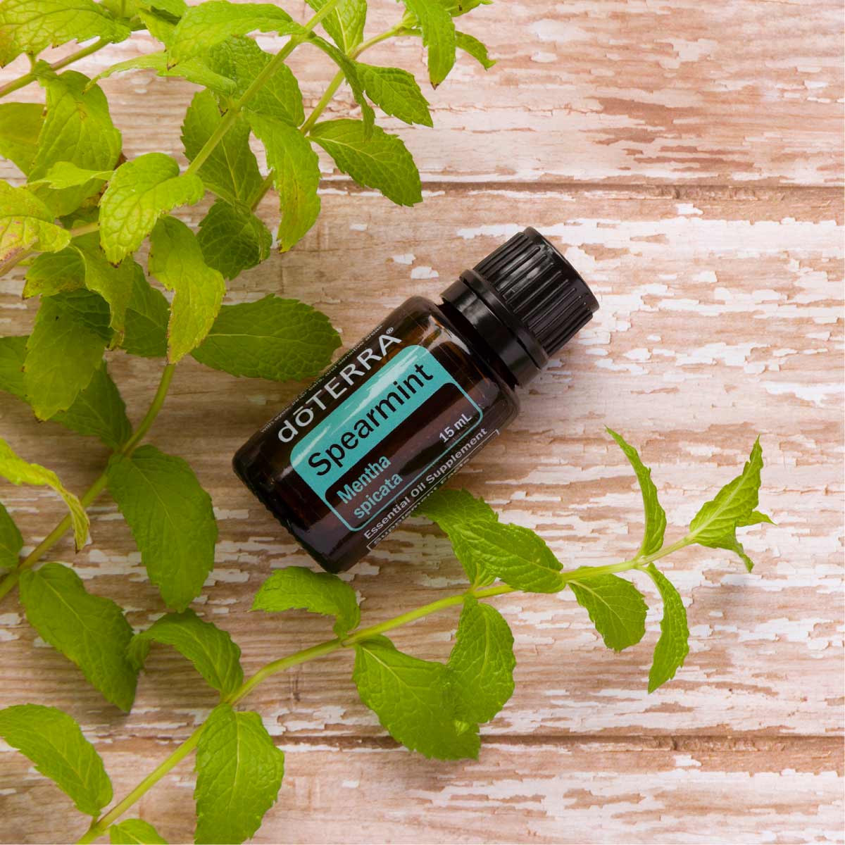 Spearmint essential oil bottle and green leaves from a spearmint plant. Where can I buy Spearmint essential oil? Make sure to always buy pure, high-quality essential oils. Visit the Spearmint oil page on doterra.com to learn more.