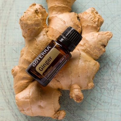 doTERRA Ginger oil bottle and ginger root. What are the benefits of Ginger oil? Ginger oil provides antioxidant protection and may help with bloating, gas, or occasional indigestion.