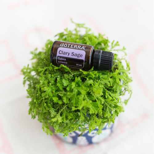 Planted pot, bright green leaves, bottle of doTERRA Clary Sage oil. People commonly use clary sage oil for sleep, for skin, for hair, to relieve stress, and for massage.