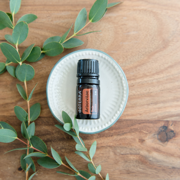 What is doTERRA arborvitae oil? This unique essential oil is taken from Arborvitae trees. Arborvitae oil is useful for preserving wood, cleansing the skin, and more.