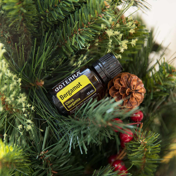 Bottle of bergamot essential oil nestled in a fir tree with pinecone and cranberries. Looking for ways to use bergamot oil? Keep reading for the best ways use bergamot oil for skin, mood, health benefits, and more.