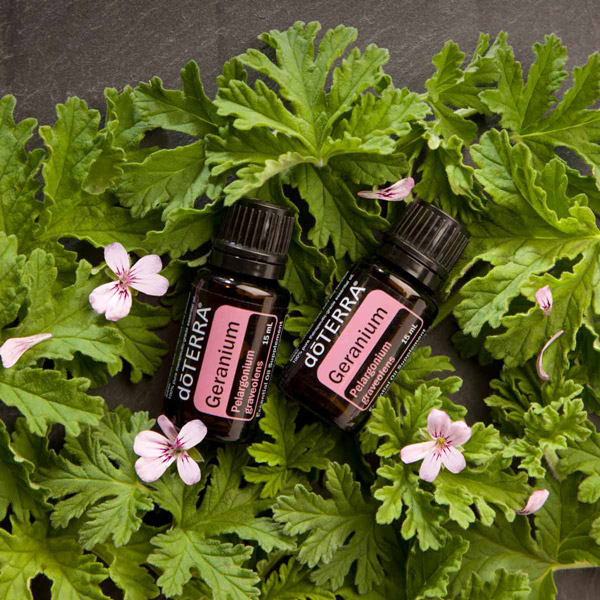 Two bottles of doTERRA Geranium oil, green leaves, small pink flowers. Geranium essential oil has many benefits for skin, hair, emotions, and even has properties that help to repel insects. 