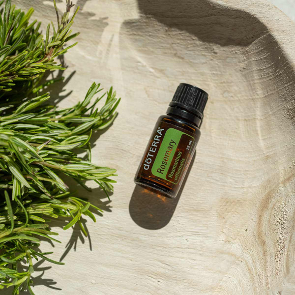 Rosemary essential oil bottle, green rosemary herbs. How do I use rosemary oil? Rosemary essential oil can be used for hair, for cooking, for skin, for antioxidants, and other internal benefits.