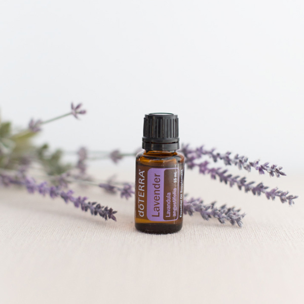 Lavender plant next to lavender essential oil bottle. Want to know how to use lavender essential oil for sleep? Keep reading to learn about the calming benefits of lavender oil that make it useful for getting a good night of sleep.