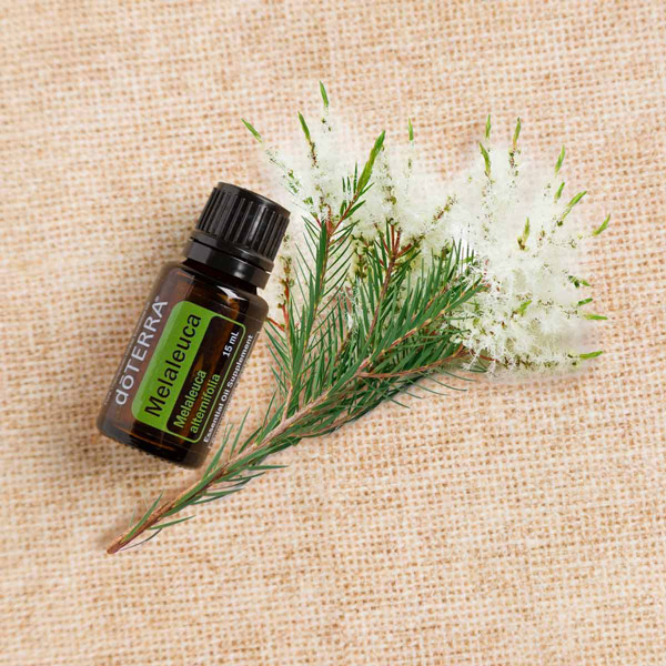 Bottle of doTERRA Tea Tree oil, also called Melaleuca oil, green sprigs, white flowers. Can you use tea tree oil for skin? Due to the cleansing properties of tea tree oil, it is a very useful essential oil for promoting healthy skin.