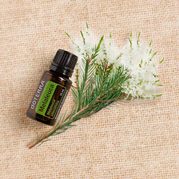 Tea Tree Oil Uses and Benefits