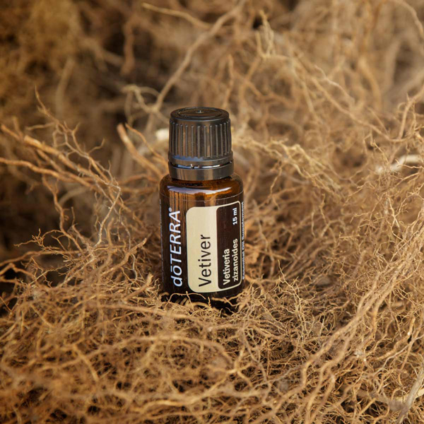 doTERRA Vetiver oil bottle, vetiver roots. Vetiver essential oil is a soothing oil that has benefits for sleep, relaxation, mood, and massage.
