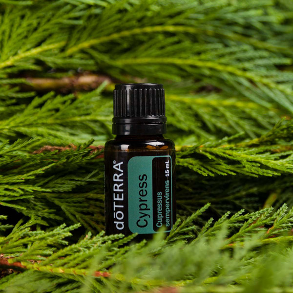 Bottle of doTERRA cypress essential oil, green cypress branches. What is cypress oil good for? Cypress essential oil has many uses like providing energy and vitality, improving the appearance of oily skin, and creating an invigorating massage.