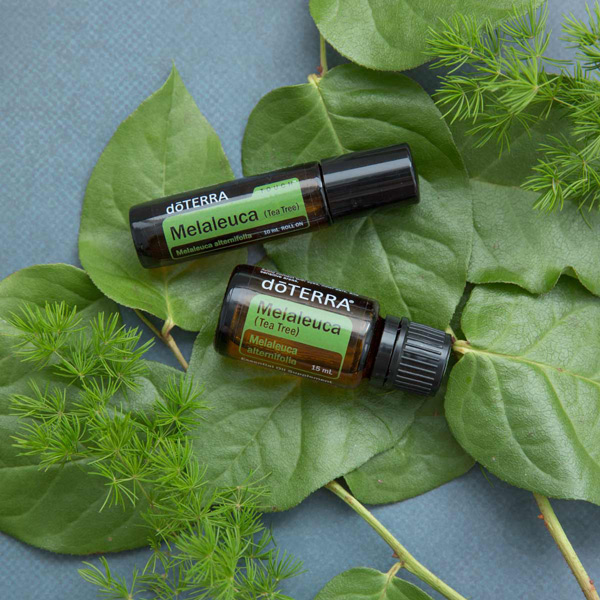 Bottle of doTERRA Melaleuca Touch and doTERRA Melaleuca essential, also known as tea tree oil, surrounded by green leaves. The cleansing properties of tea tree oil make it useful for beautifying the hair, skin, and nails.
