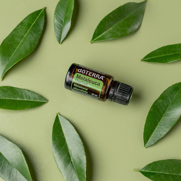 Tea Tree Oil Uses And Benefit Doterra Essential Oils Dōterra Essential Oils