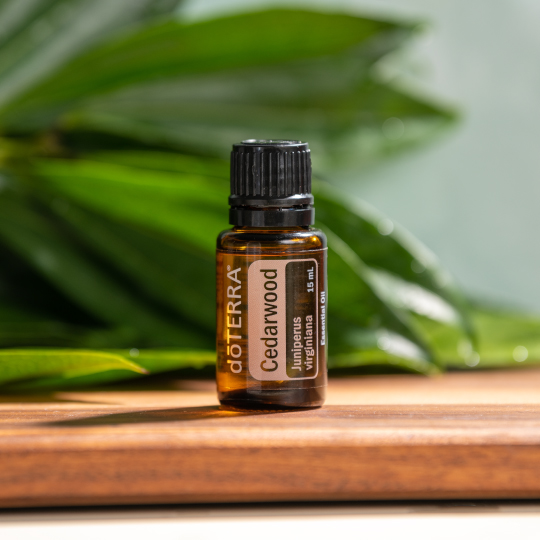 Cedarwood essential oil bottle. Leafy plant. Cedarwood oil has a variety of unique uses and benefits.